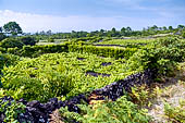 Azzorre, Isola di Pico - Escursione alla Furna de Frei Matias. vigneti coltivati fra muretti di pietra lavica.